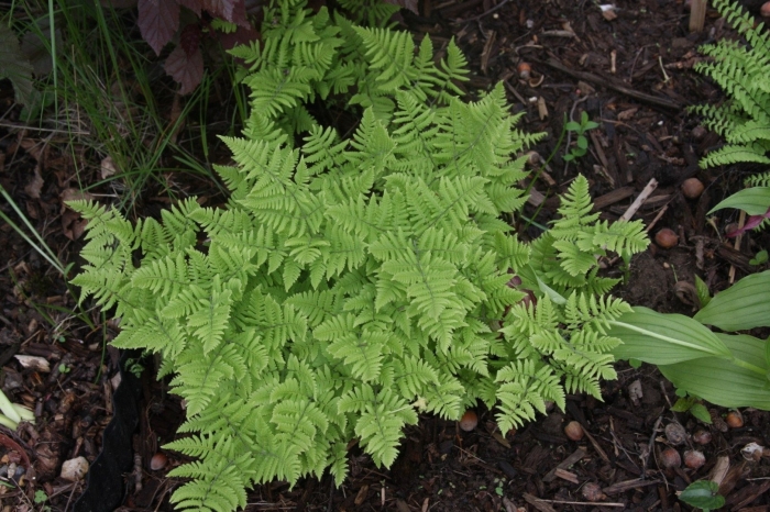 Dryopteris marginalis