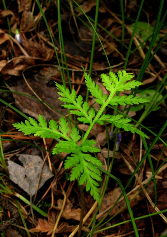 Botrychium virginianum
