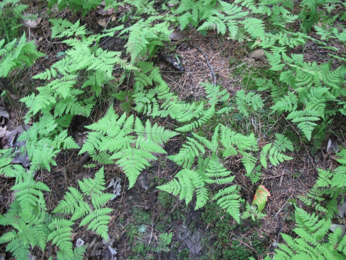 Gymnocarpium disjunctum