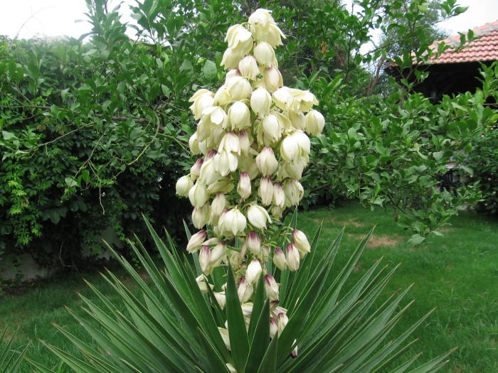 Юкка нитчатая садовая