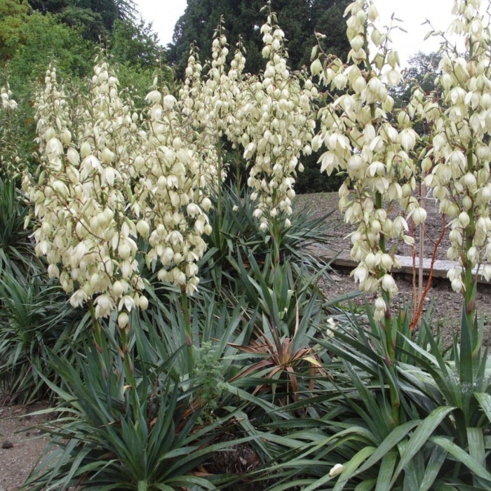 Юкка нитчатая садовая