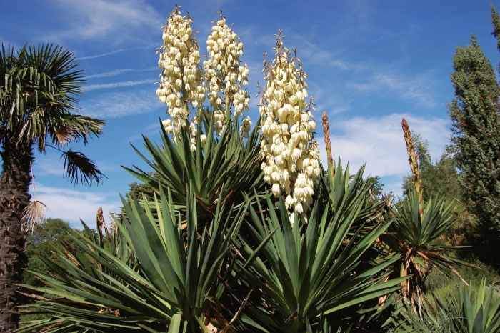 Yucca filamentosa