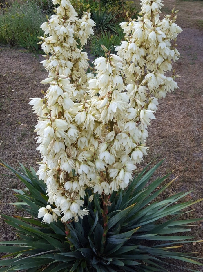 Юкка садовая