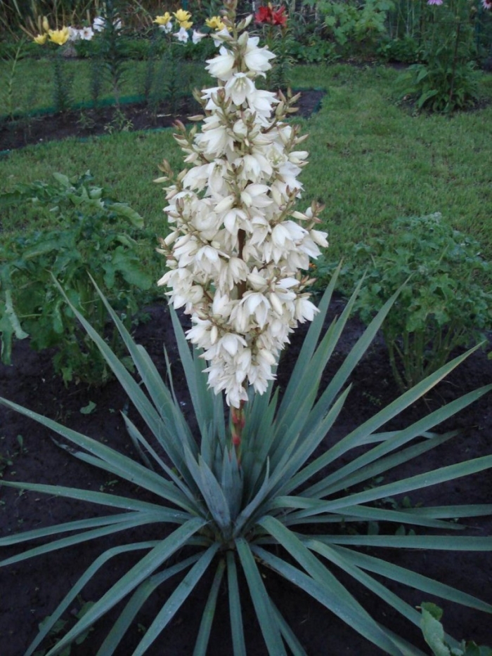 Юкка нитчатая (yucca)