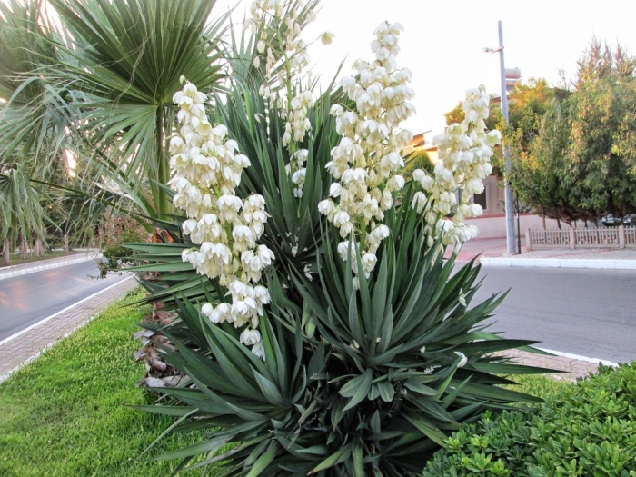 Yucca filamentosa