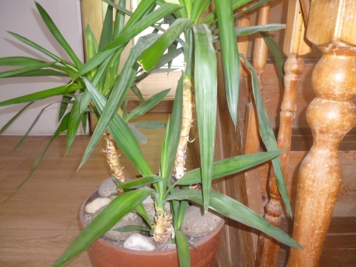 Пальма юкка закручивается