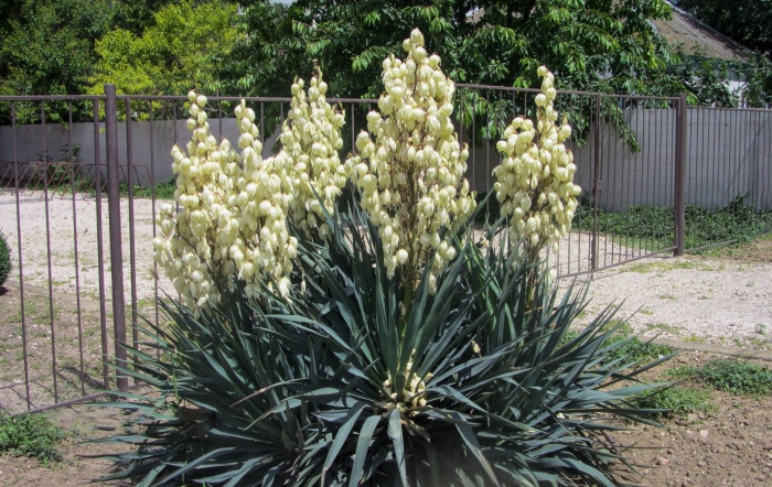 Юкка садовая