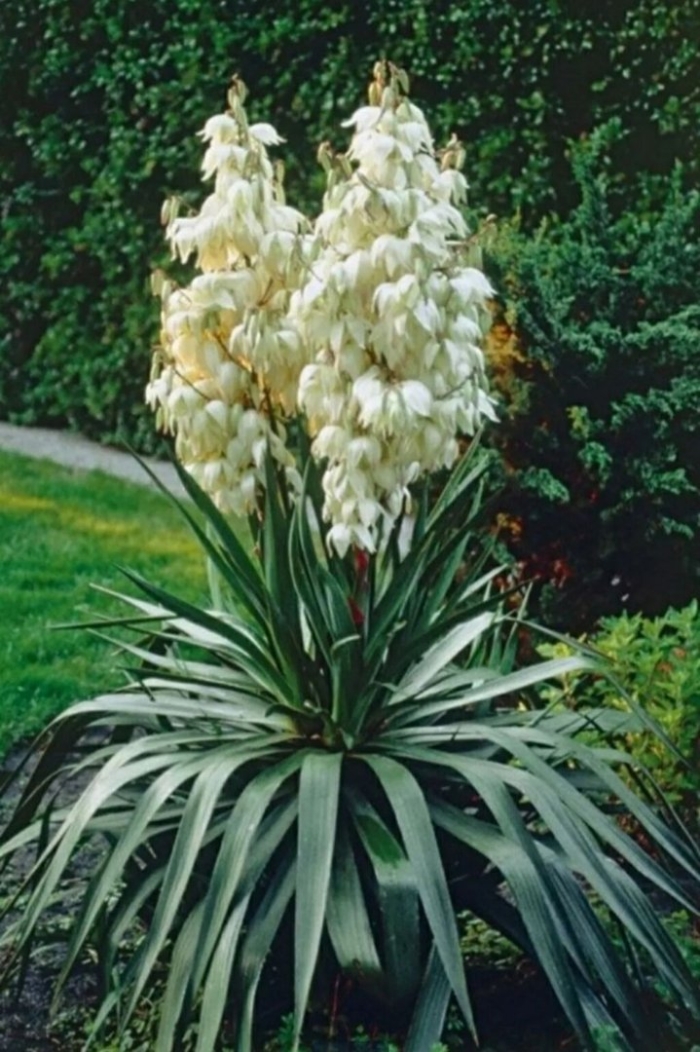 Юкка нитчатая