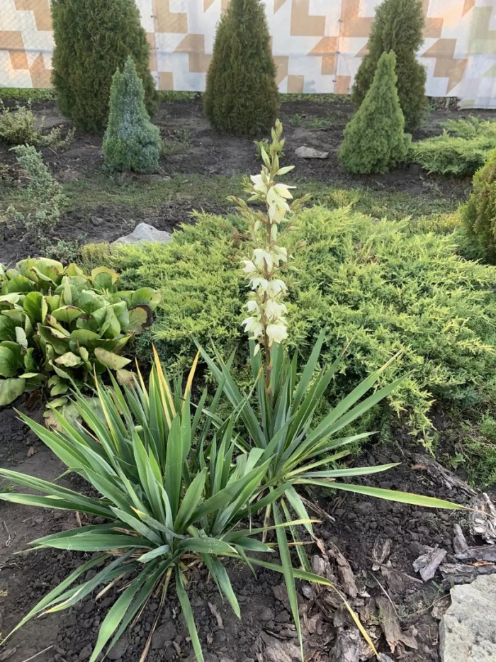 Юкка нитчатая