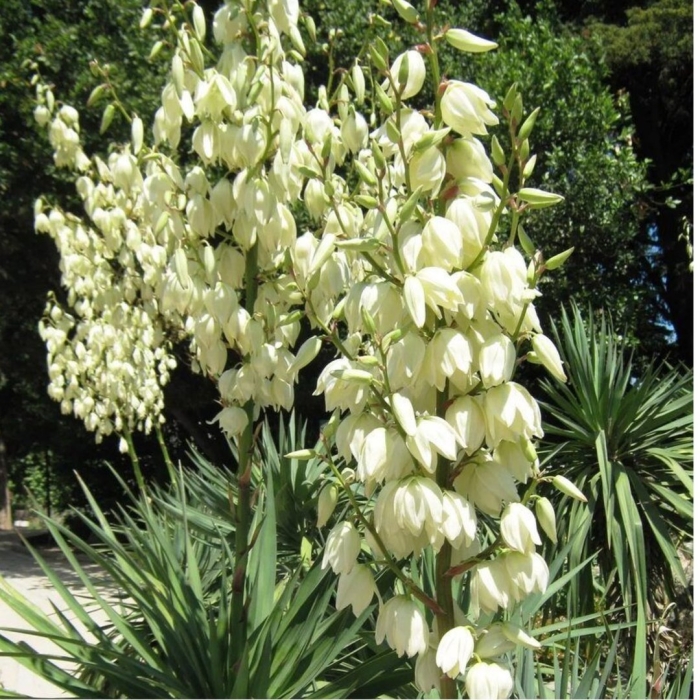 Юкка нитчатая садовая