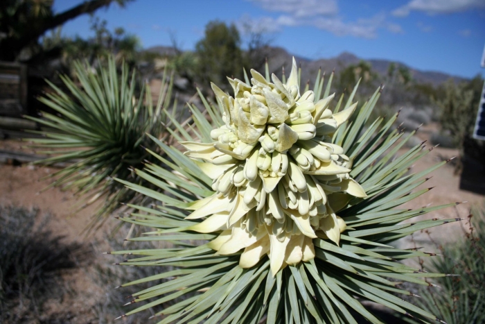 Yucca brevifolia