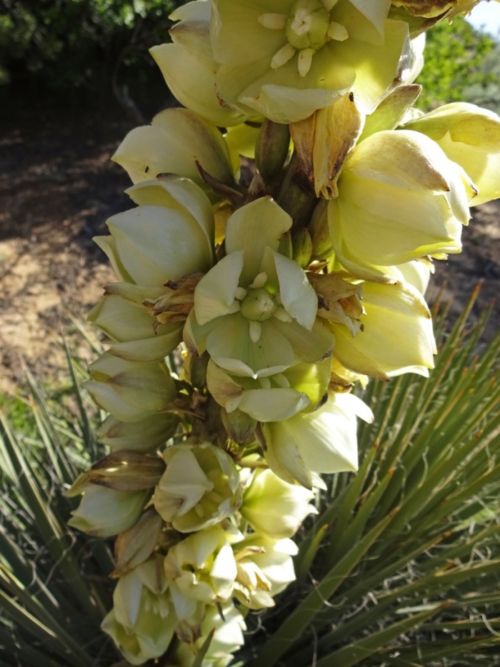 Yucca angustissima
