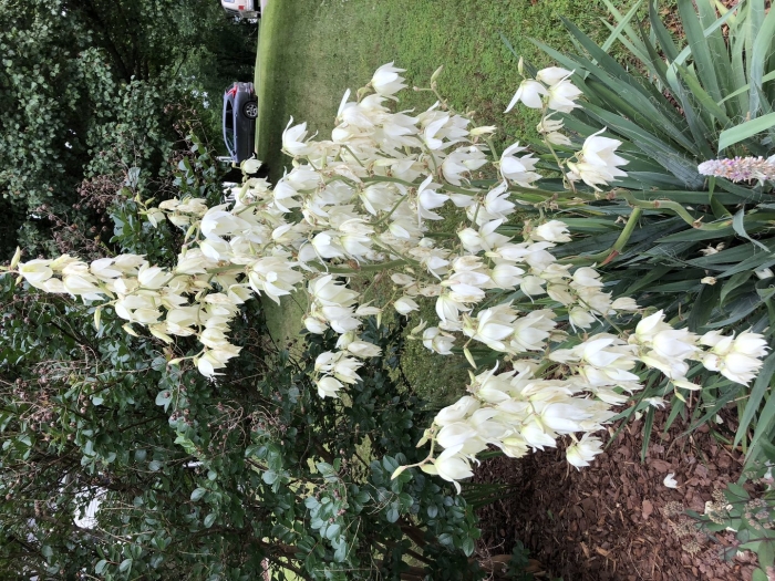 Юкка нитчатая садовая