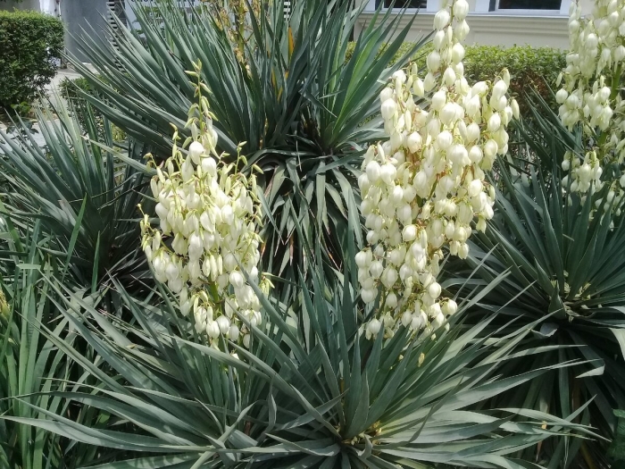 Юкка нитчатая