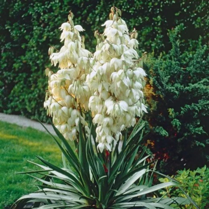 Юкка нитчатая айвори тауэр