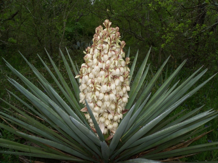 Юкка славная (yucca gloriosa)