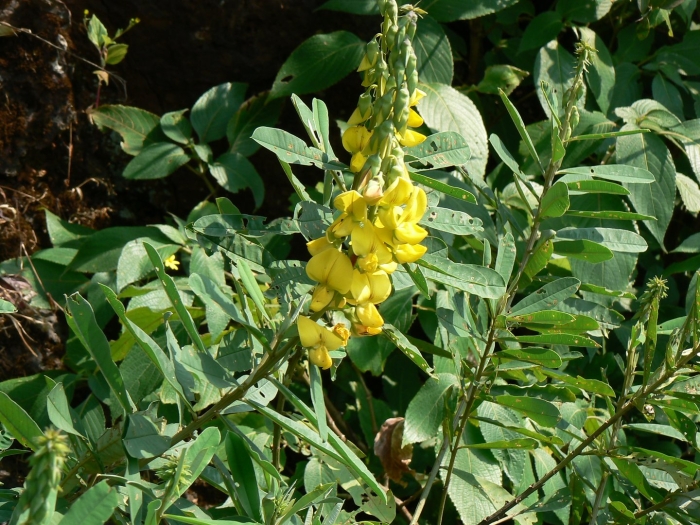 Crotalaria spectabilis