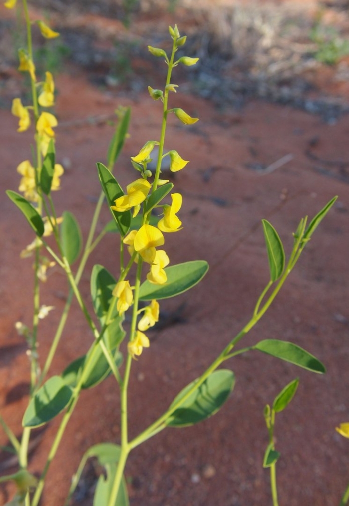 Crotalaria novae hollandiae