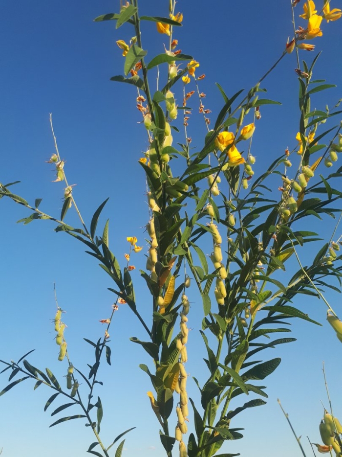 Crotalaria aegyptiaca