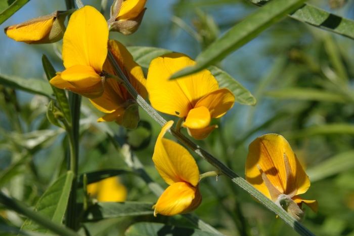 Crotalaria juncea