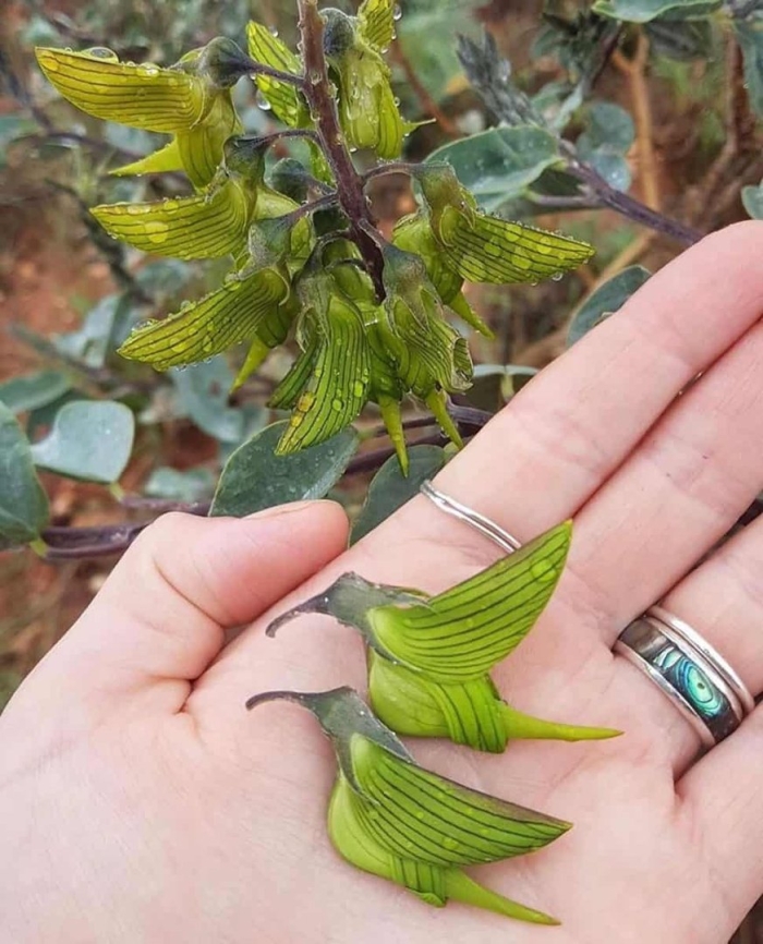 Растение кроталярия колибри