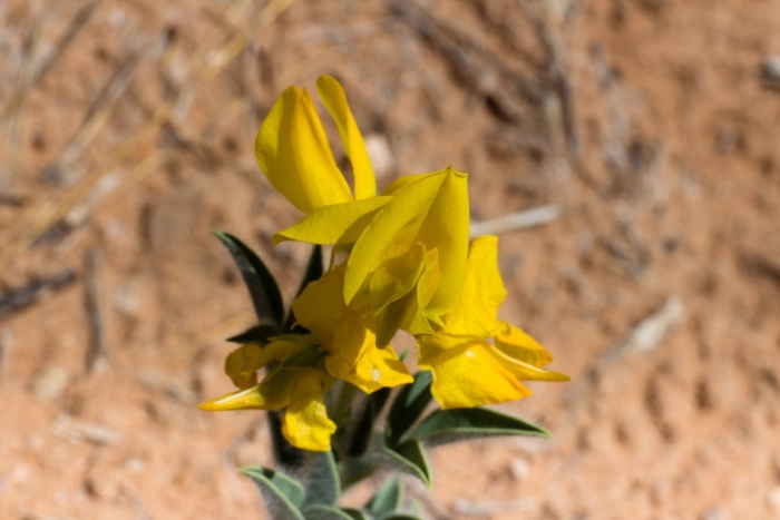 Thermopsis lanceolata