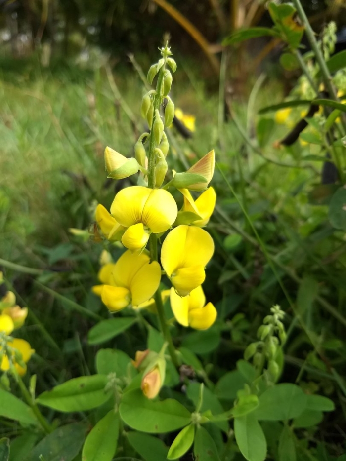 Crotalaria retusa