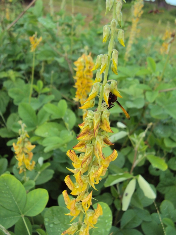 Crotalaria зимостойкая