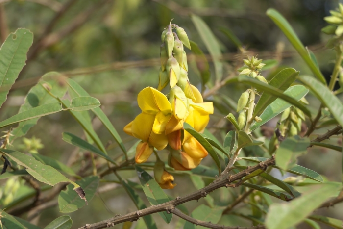 Crotalaria (leguminosae)