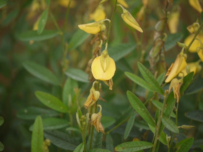 Crotalaria agatiflora