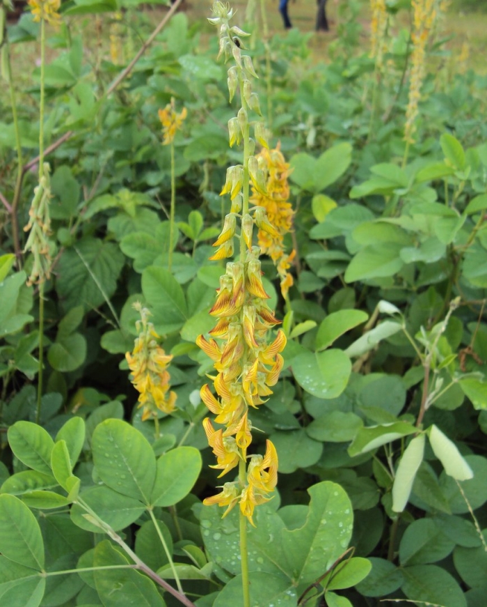 Crotalaria ochroleuca