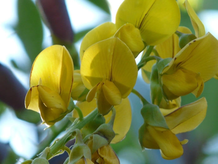 Crotalaria spectabilis