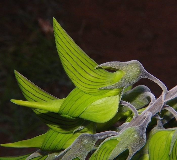 Crotalaria cunninghamii