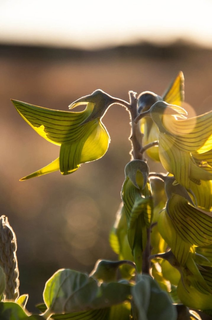 Цветок колибри