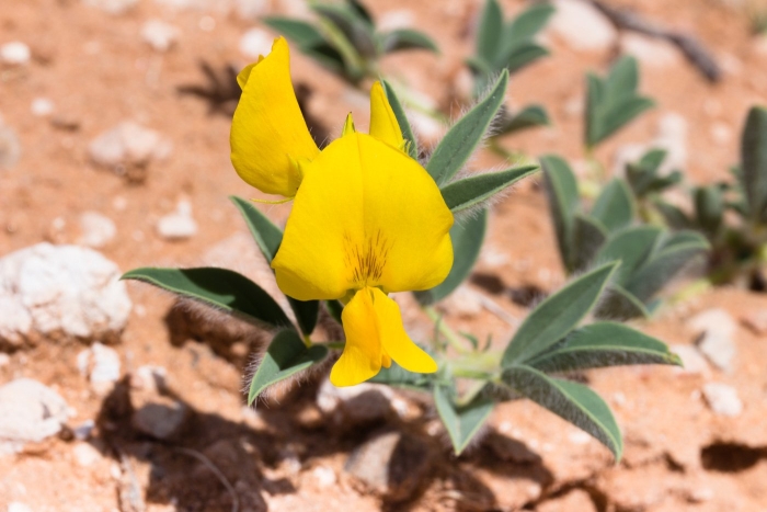 Аргиролобиум биберштейна