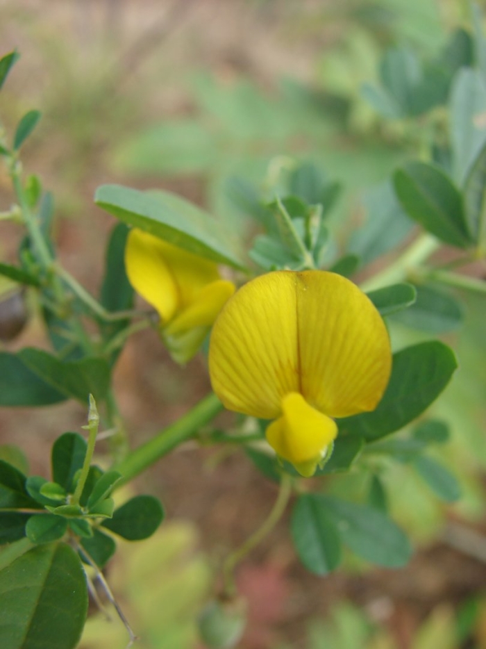 Crotalaria pumila