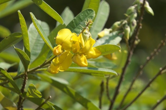 Crotalaria spectabilis