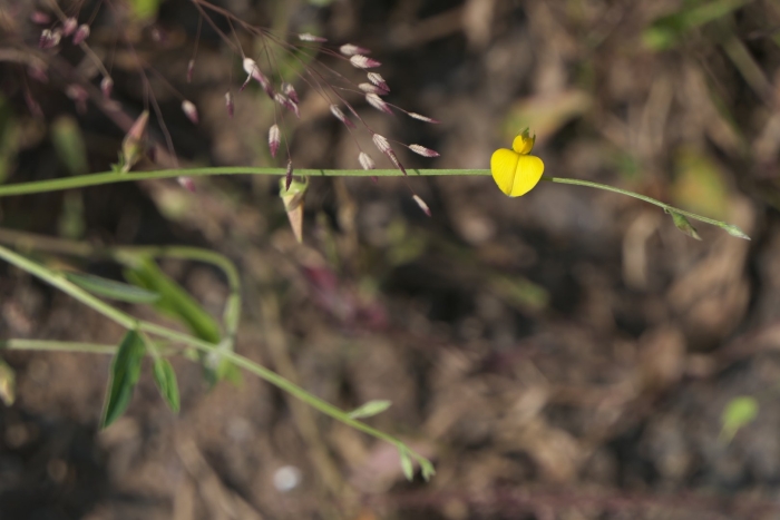 Crotalaria calycina