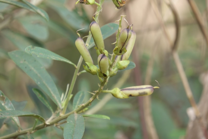 Crotalaria juncea l.