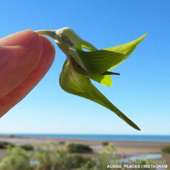 Crotalaria cunninghamii