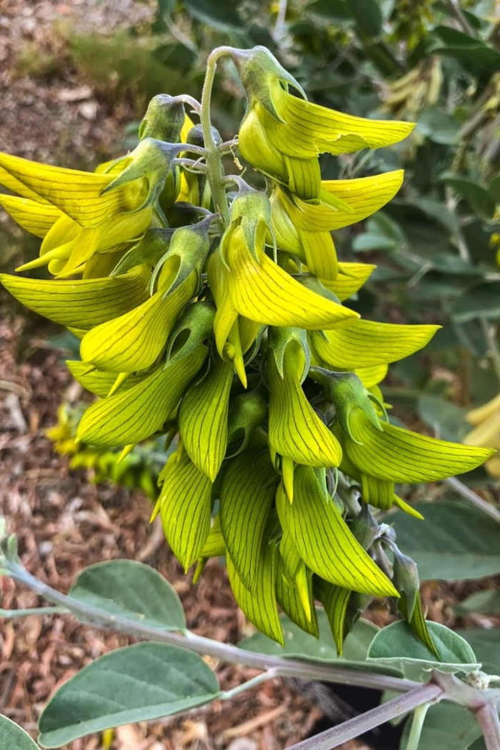 Crotalaria растения