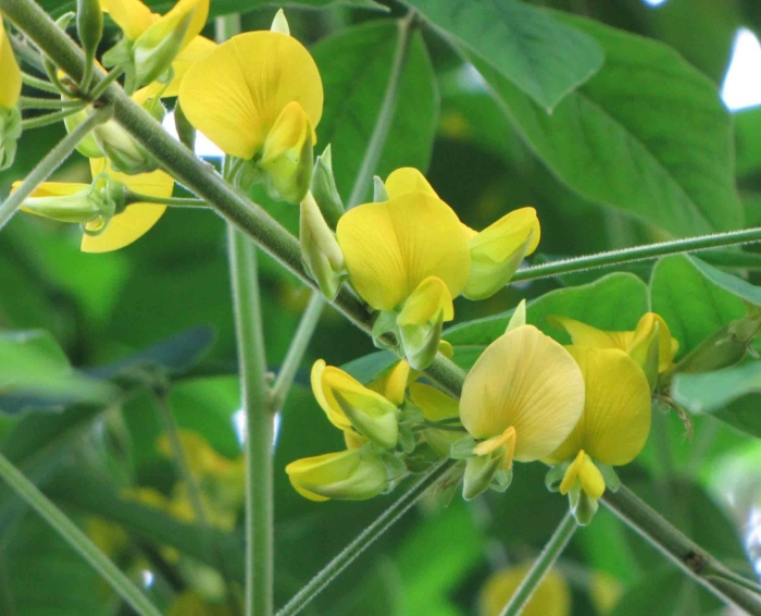 Crotalaria axillaris
