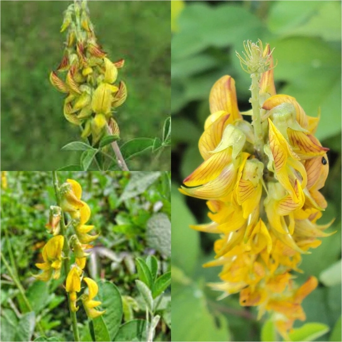 Crotalaria mucronata