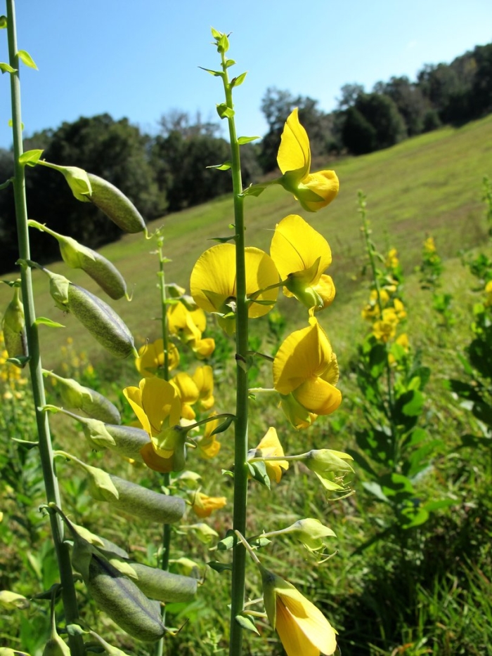 Crotalaria juncea