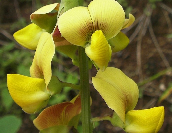 Crotalaria retusa