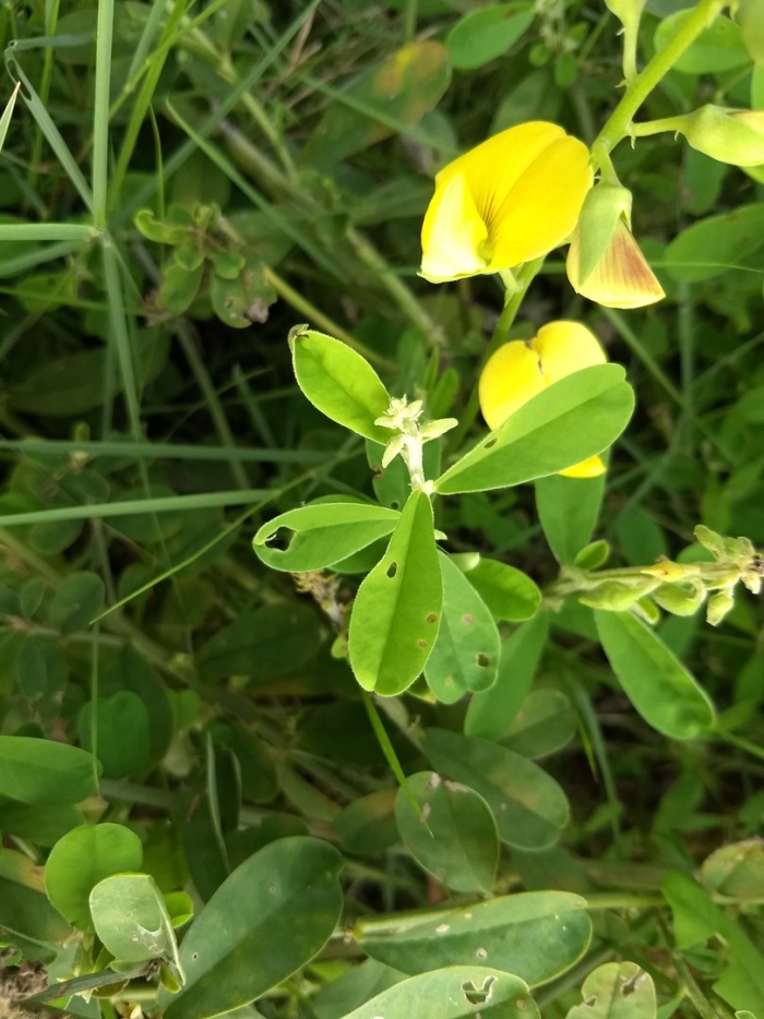 Лядвенец рогатый lotus corniculatus
