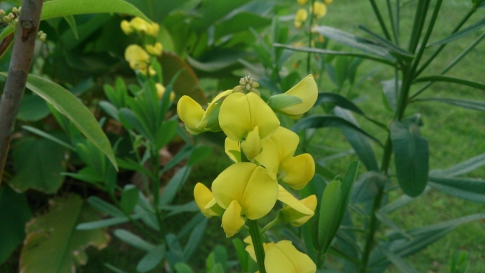 Crotalaria retusa