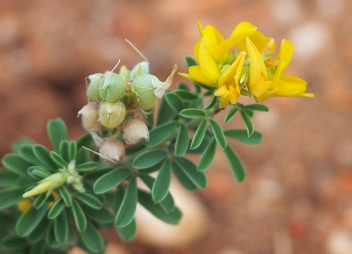 Crotalaria medicaginea