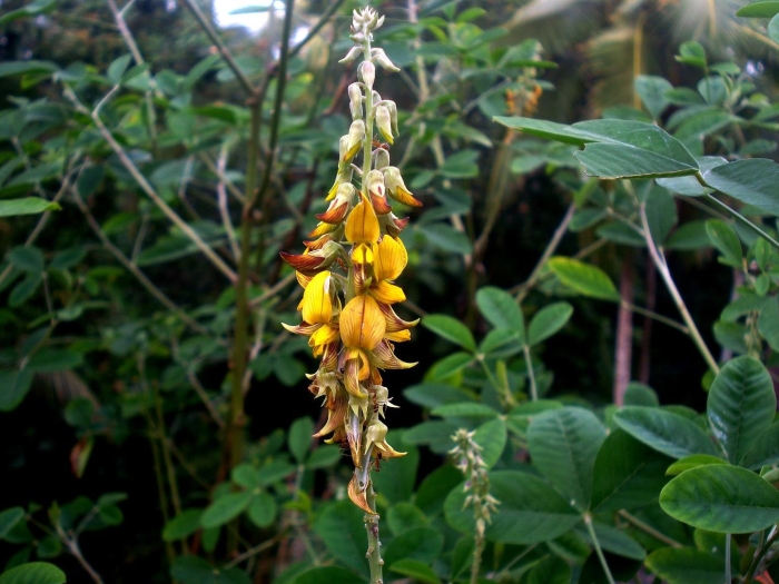 Crotalaria prostrata