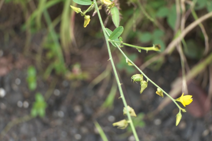 Crotalaria juncea l.